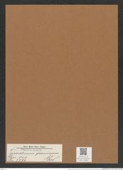 Triceratium promineus Grev. (de-Toni-Nr.: Genus 140, Species 3771) Zeichnungen Sammlung Grunow Mappe 03866 (Herbarium_W_Grunow_drawings_Folder_03866)